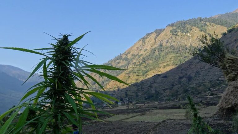 A hemp plant growing wild and natural in Nepal with a small village in the background