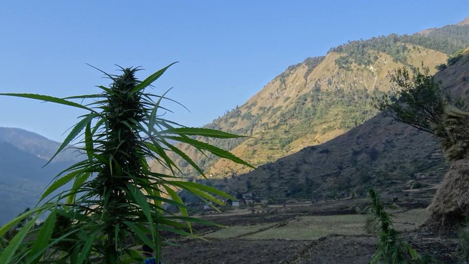 A hemp plant growing wild and natural in Nepal with a small village in the background