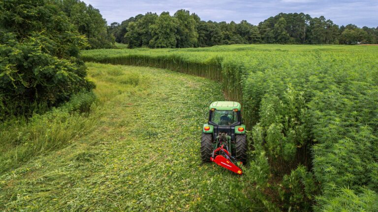 NC Hemp Farm being harvested
